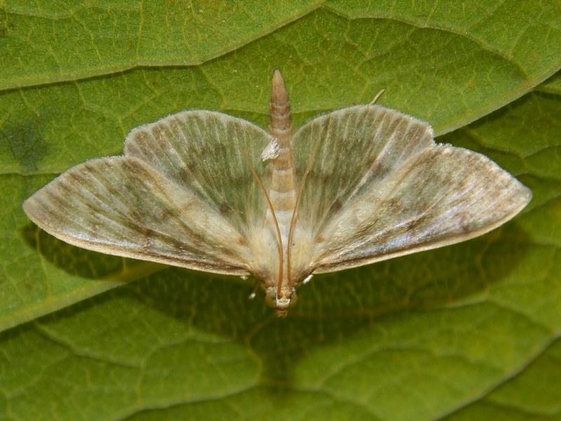 Crambidae o Pyralidae da identificare